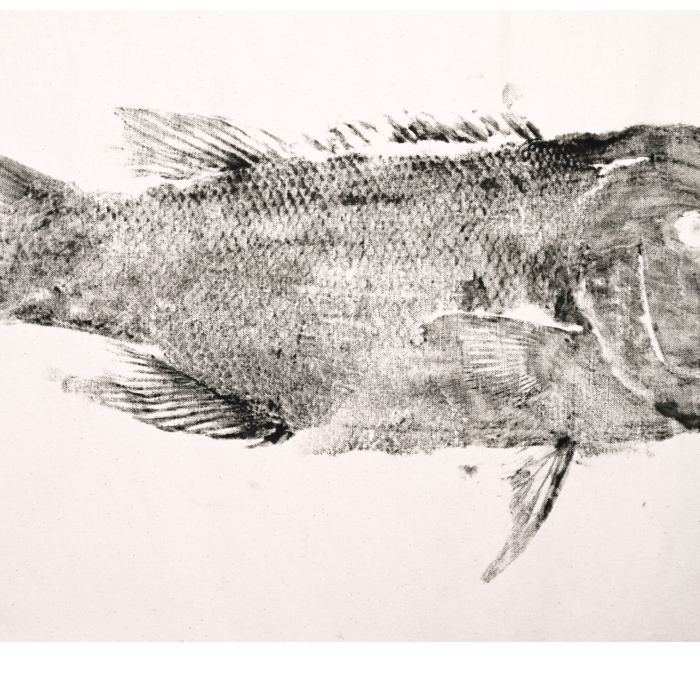 California Sheephead Gyotaku| Fish Print Art SheepHead 25in